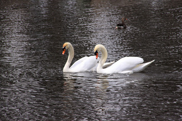 Höckerschwan Paar, Cygnus olor, schwimmt nebeneinander