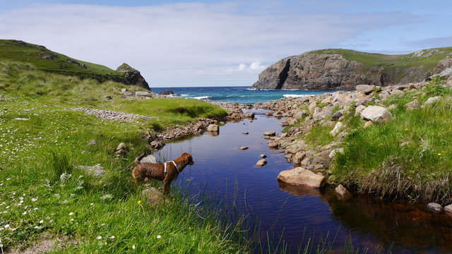 Hund am Bach in dail beag - Isle of lewis