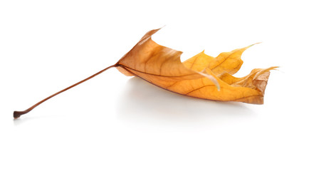 Beautiful autumn leaf on white background