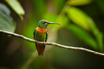 Rare, shining grass green with rufous breast band colored hummingbird, male, Gould's Jewel-front Heliodoxa aurescens perched on twig against blurred forest background. Sumaco volcano area, Ecuador.