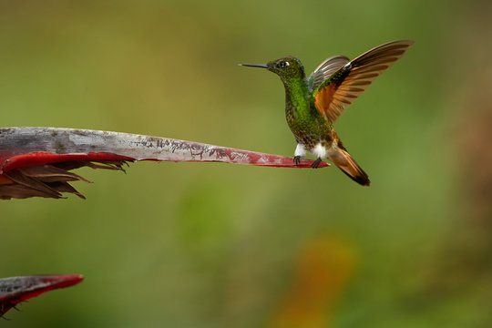 Buff-tailed Coronet,Boissonneaua flavescens, green hummingbird with outstretched wings, perched on red heliconia flower. Colombia, Rio Blanco.