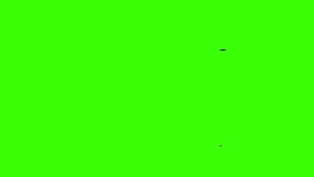Bees Flying on a Green Screen in Loop