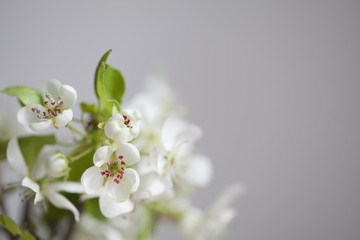 Fleurs aux pistils rouges