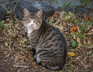 Lonely street cat. Selective focus with depth of field.