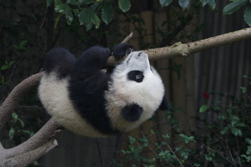 Fototapeta premium Little Baby Panda is having fun on the Tree, Chengdu Panda Base, China