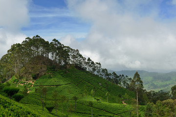 Fototapeta na wymiar Sri Lanka landscape