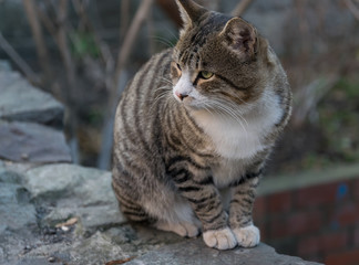 Naklejka na ściany i meble Lonely street cat. Selective focus with depth of field.