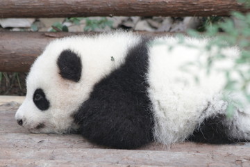 Little Baby Panda on the Playground, Chengdu Panda base, China