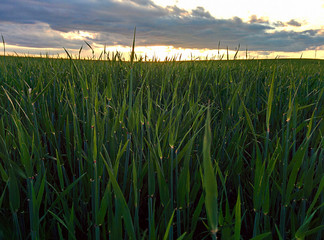 sunset over the field