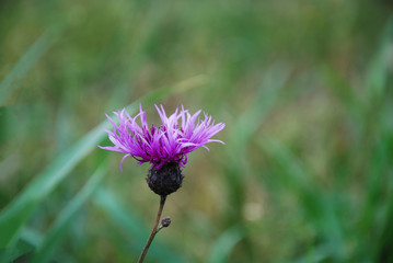Pink flower head