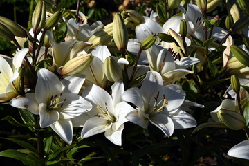Lilienblüten in Christiansberg