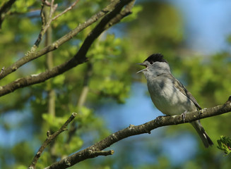 Fototapeta premium La fauvette à tête noire qui chante le Printemps!