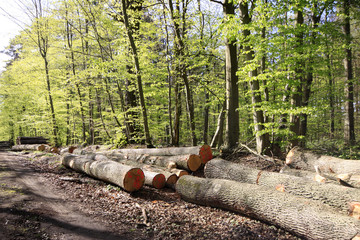 Hainbuchenwald, Carpinus betulus, mit Baumstämmen im Frühling