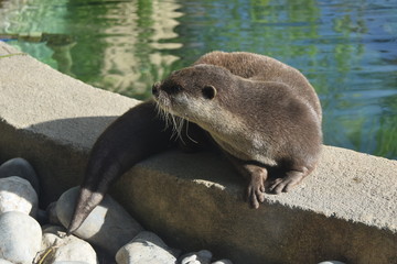 loutre2