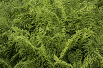 Ferns
