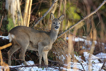 Chevrette au soleil levant! © Claude