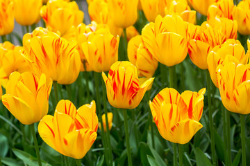 tulip yellow flowers,