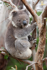 Koala bear sitting in a tree