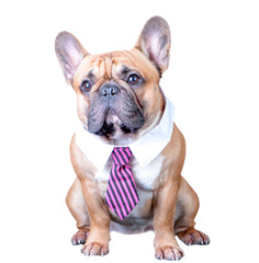 A dog, a french bulldog in a tie and a white collar. Education, training of dogs.