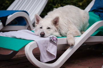 Weißer Schäferhund auf Liegestuhl