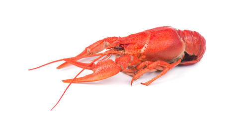 Fresh boiled red crayfish, isolated on white background.