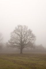 Obraz na płótnie Canvas Baum Eiche im Nebel