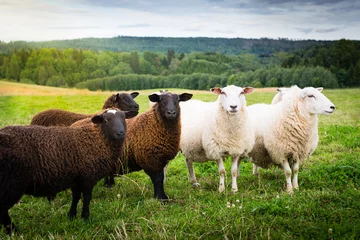 Cercles muraux Moutons Moutons noirs et blancs ensemble dans le pré