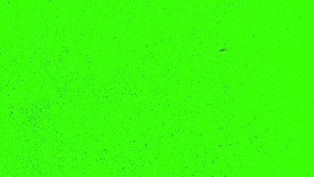 A Swarm of Locusts on a Green Screen