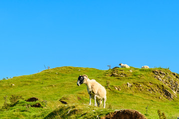 Sheeps grazing and free range in a field of the Isle of Skye.