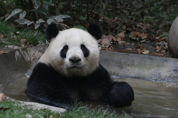 Funny Giant Panda is Taking a Bath in the Tiny Pond, Chengdu Panda Base, China