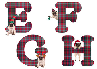 cute Christmas pug puppy dog alphabet letters E F G H, isolated on white background
