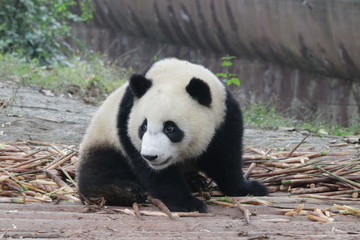 Fototapeta premium Little Panda Cub is on The Bamboo Shoot pile,Chengdu Panda Base, China
