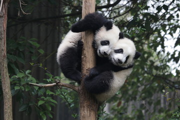 Fototapeta premium 2 Panda Cubs on the same Tree, Chengdu Panda Base, China