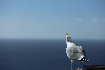Möwe am Meer 