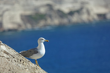 Möwe am Meer 
