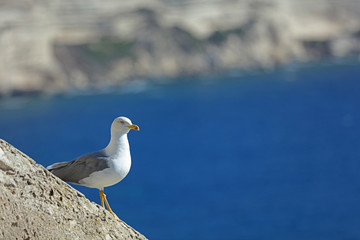 Möwe am Meer 