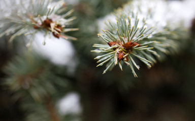 fir branches close up