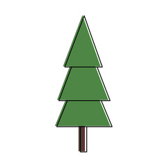 pine tree isolated icon vector illustration design