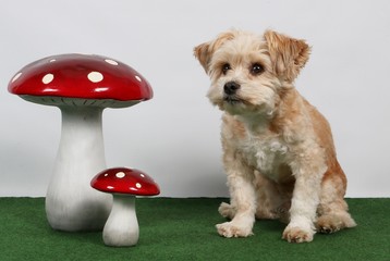 kleiner Hund im studio mit Dekoration