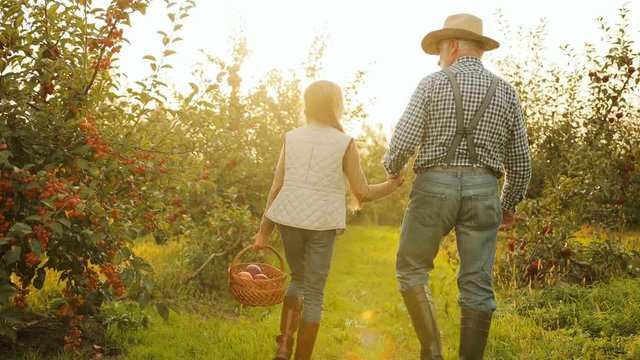 Grandfather with his granddaughter strolling hand in hand with apples in a basklet on a sunny day in the orchard. Outside. Rear