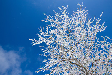 trees in the frost