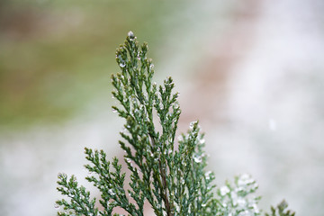 fir branches close up