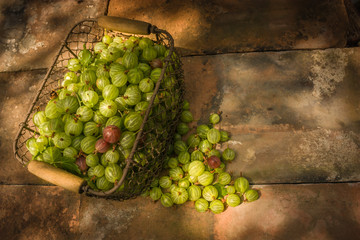 Frisch geerntete Stachelbeeren