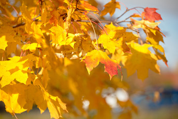 Fototapeta na wymiar Maple Leaves