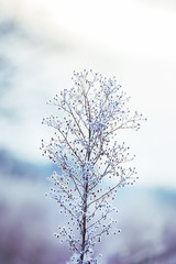 delicate weightless inflorescences covered with snow-white frost. Very soft selective focus. Delicate flowers are frosty in the early morning. Beautiful winter morning in the fresh air.
