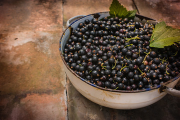 Schwarze Johannisbeere frisch geerntet in einer antiken Schüssel