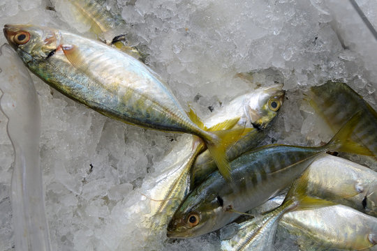 Yellowtail scad fish