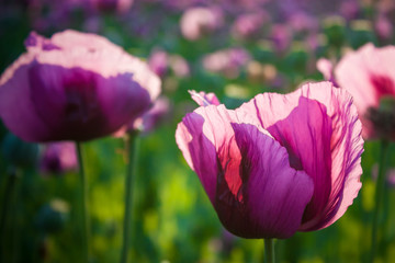 Obraz premium Rosa Mohnblumen auf dem Feld
