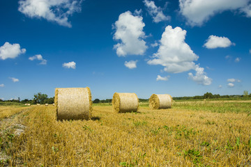 Hay bales in a field