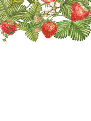 Vertical banners with ripe red berry strawberry on white background. Design for packaging, natural cosmetics, health care products. With place for text.